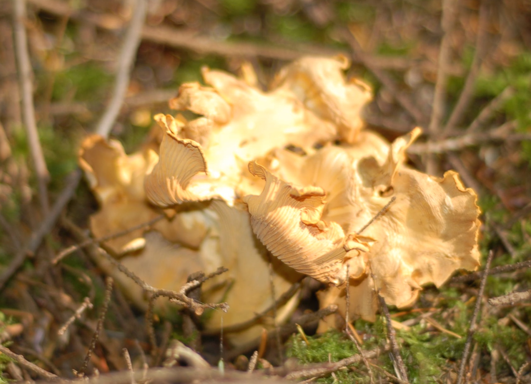 Chanterelle Mushroom